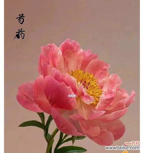 传递芳香与爱意的美丽之花 芍药的花语