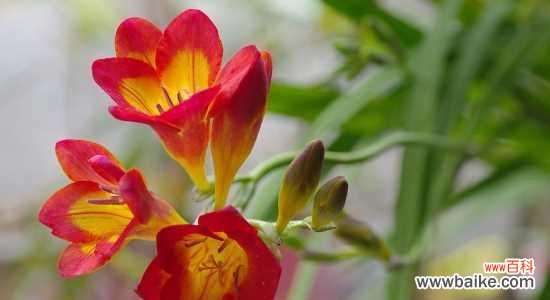 香雪兰花语的解读及传承 香雪兰的花语——富贵高雅