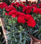 解析康乃馨颜色的象征意义，给生活增添一份色彩 康乃馨花语——探究不同颜色代表的含义