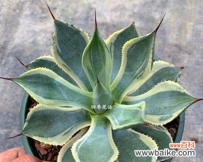 解析龙舌兰的象征意义及其药用价值 龙舌兰花语，探寻其神秘力量