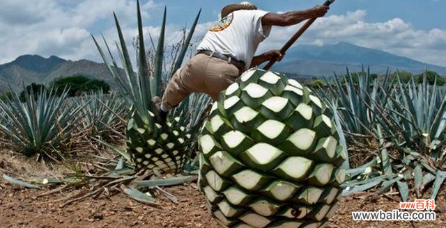 解析龙舌兰的象征意义及其药用价值 龙舌兰花语，探寻其神秘力量