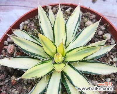 解析龙舌兰的象征意义及其药用价值 龙舌兰花语，探寻其神秘力量