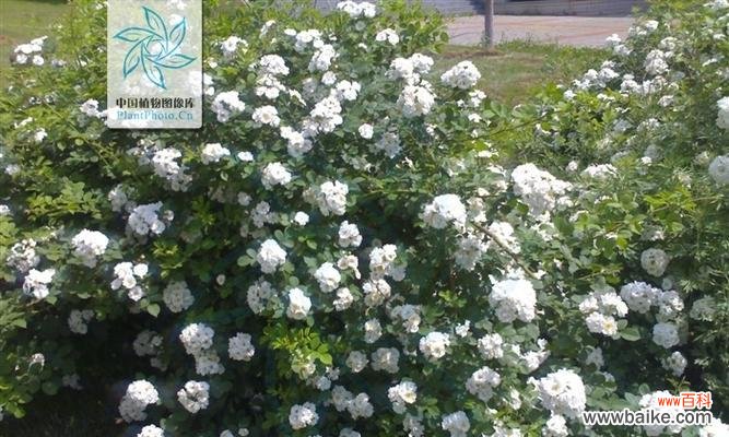 花语传情，美丽而纯洁 白蔷薇的含义