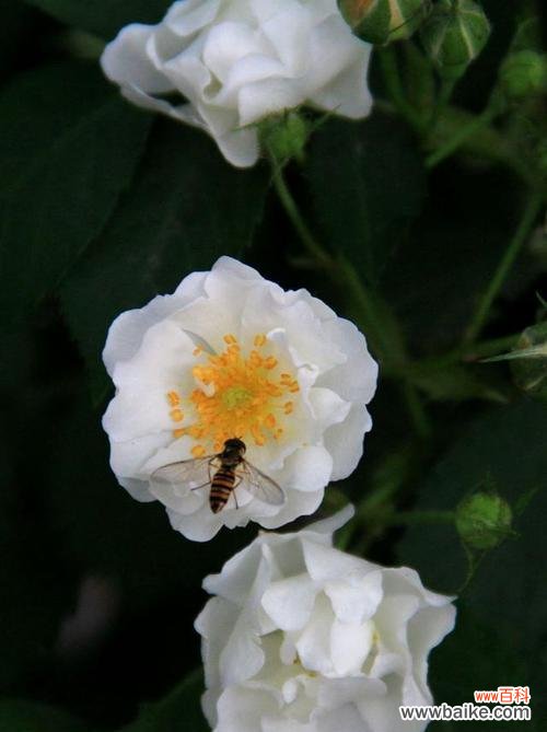 花语传情，美丽而纯洁 白蔷薇的含义