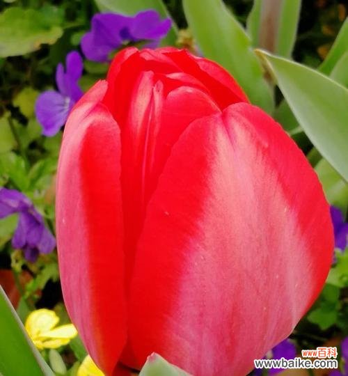探索红色郁金香代表的意义与象征 红色郁金香的花语