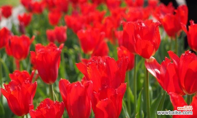 探索红色郁金香代表的意义与象征 红色郁金香的花语