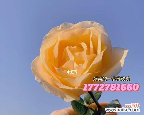 探寻黄色玫瑰的背后故事 黄色玫瑰的象征意义