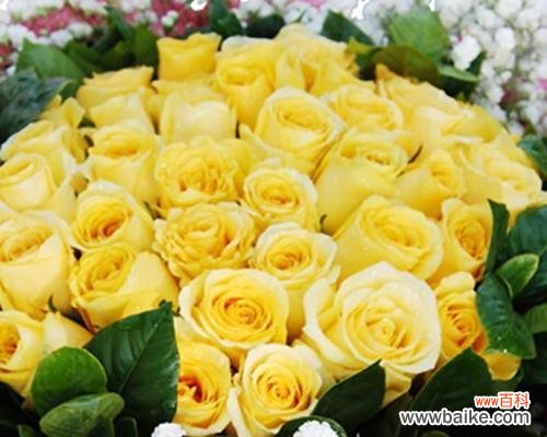 探寻黄色玫瑰的背后故事 黄色玫瑰的象征意义
