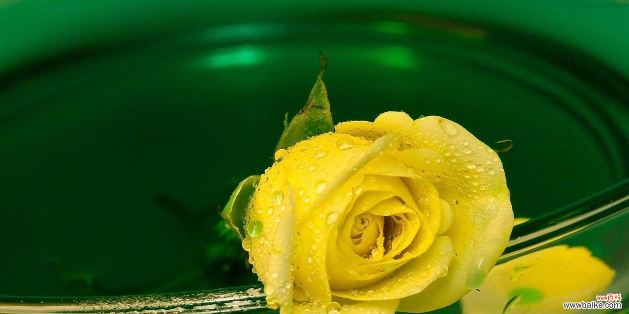 探寻黄色玫瑰的背后故事 黄色玫瑰的象征意义