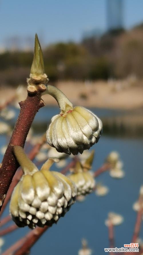 传达爱意和祝福的花朵 打结花的花语