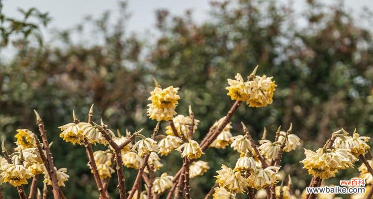 传达爱意和祝福的花朵 打结花的花语