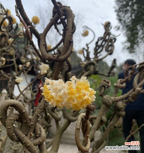 传达爱意和祝福的花朵 打结花的花语
