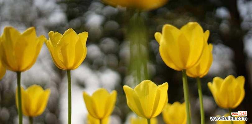 探究郁金香的象征意义 郁金香花语解读