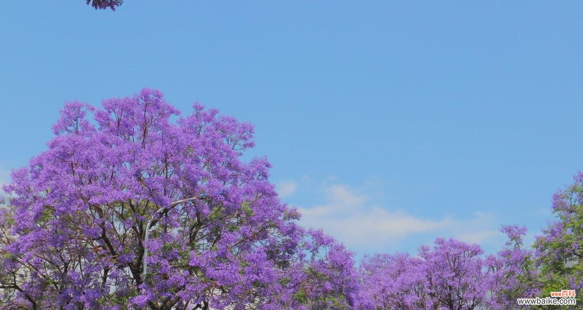 探寻蓝花楹的象征意义 蓝花楹的花语