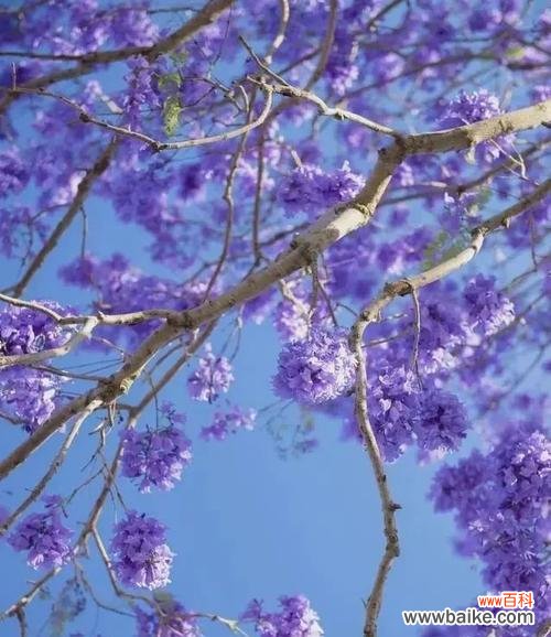 探寻蓝花楹的象征意义 蓝花楹的花语