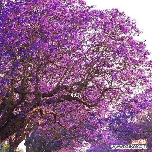 探寻蓝花楹的象征意义 蓝花楹的花语