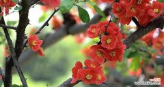 探寻海棠花的美丽与神秘 海棠花的花语与寓意