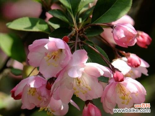 揭秘春海棠花的独特象征意义 春海棠花的寓意与象征风水