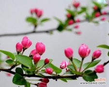 揭秘海棠树的神秘象征意义 海棠树的寓意和象征风水