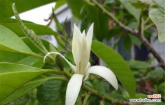 解读含笑花在风水学中的神奇力量 含笑花风水