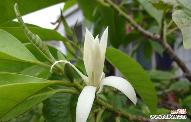 解读含笑花在风水学中的神奇力量 含笑花风水