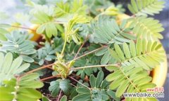 揭示含羞草的神秘力量 含羞草花语的象征与寓意