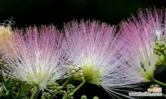 以合欢花为媒介 合欢花的花语与含义——传递友谊与团结的力量