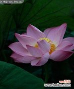 以荷花代表人的情感与品质 荷花的美丽寓意