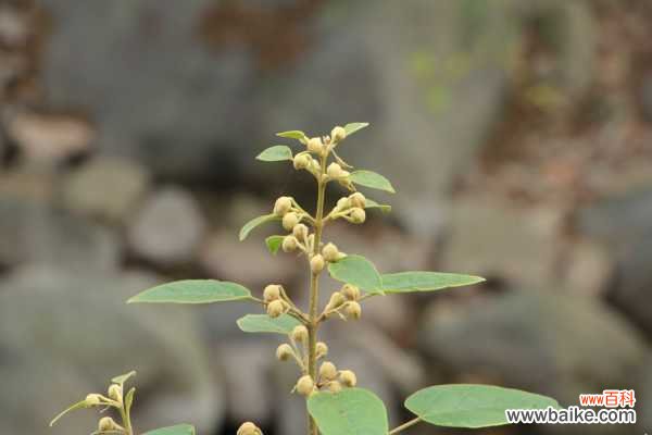 泡桐的药用功效与作用，泡桐的图片