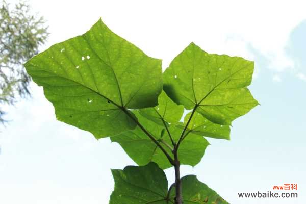 泡桐的药用功效与作用，泡桐的图片