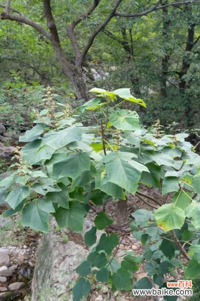 泡桐的药用功效与作用，泡桐的图片