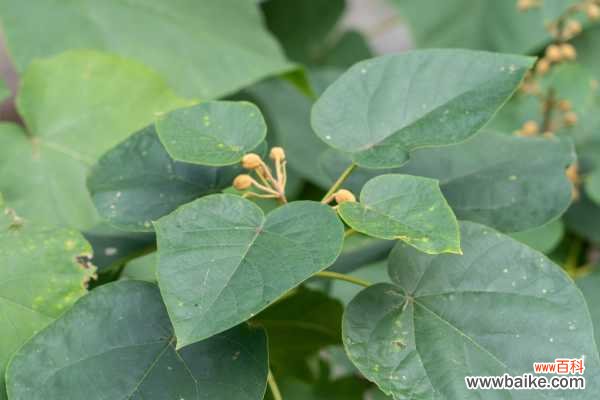 泡桐的药用功效与作用，泡桐的图片