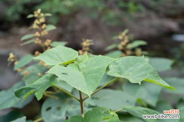 泡桐的药用功效与作用，泡桐的图片