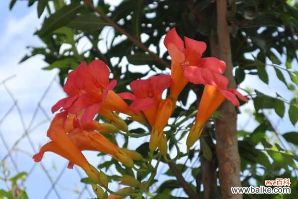 凌霄花的功效与禁忌，凌霄花图片