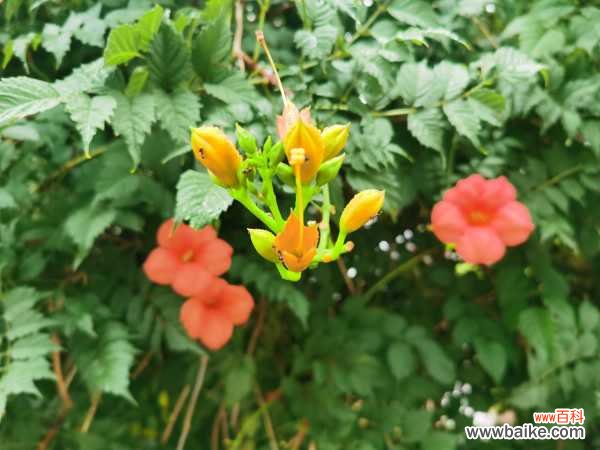 凌霄花的功效与禁忌，凌霄花图片