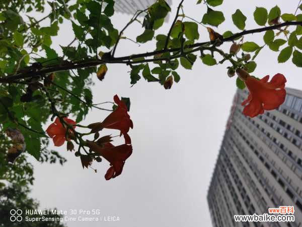 凌霄花的功效与禁忌，凌霄花图片