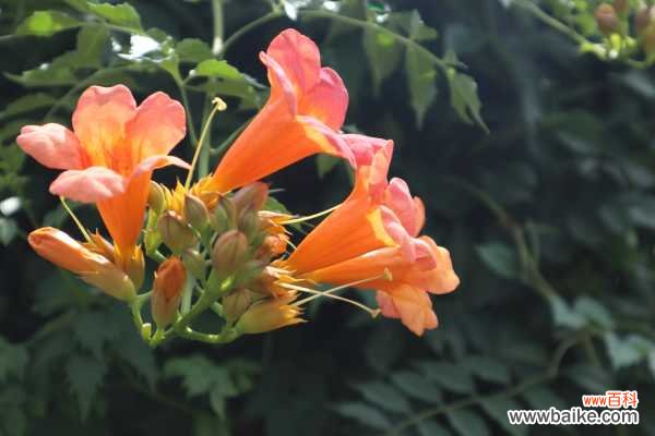 凌霄花的功效与禁忌，凌霄花图片