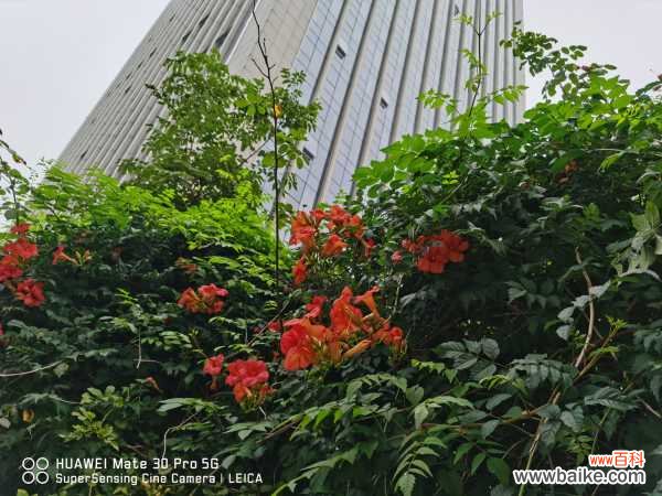凌霄花的功效与禁忌，凌霄花图片