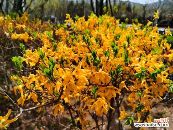 连翘的功效与作用,副作用及禁忌