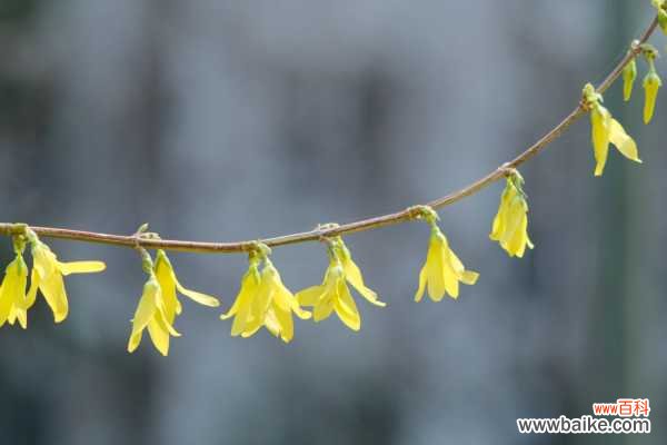 连翘的功效与作用,副作用及禁忌