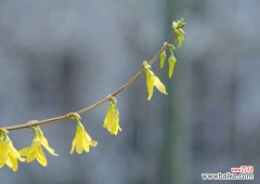 连翘的功效与作用，副作用及禁忌