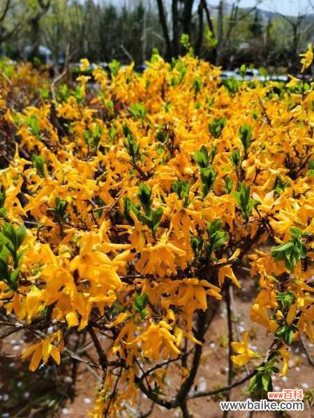 连翘有毒性吗,有什么功效和作用