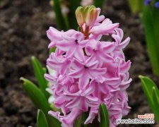 粉色风信子代表什么含义？花语背后的故事是什么？