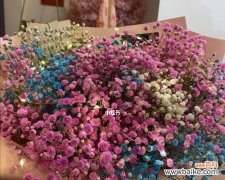 粉色满天星花语有哪些含义？