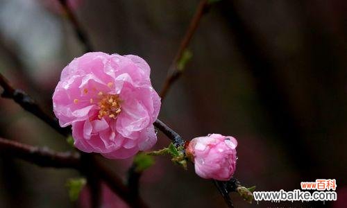 粉色梅花的花语是什么？粉色梅花代表什么含义？