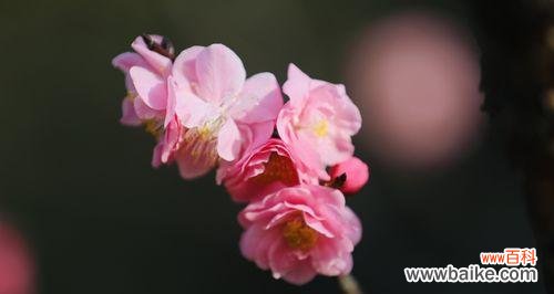 粉色梅花的花语是什么？粉色梅花代表什么含义？