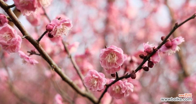 粉色梅花的花语是什么？粉色梅花代表什么含义？