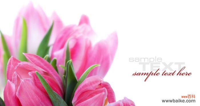 粉色郁金香代表什么含义？花语解读与送花建议？