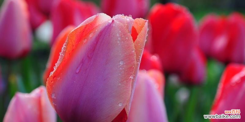 粉色郁金香代表什么含义？花语解读与送花建议？