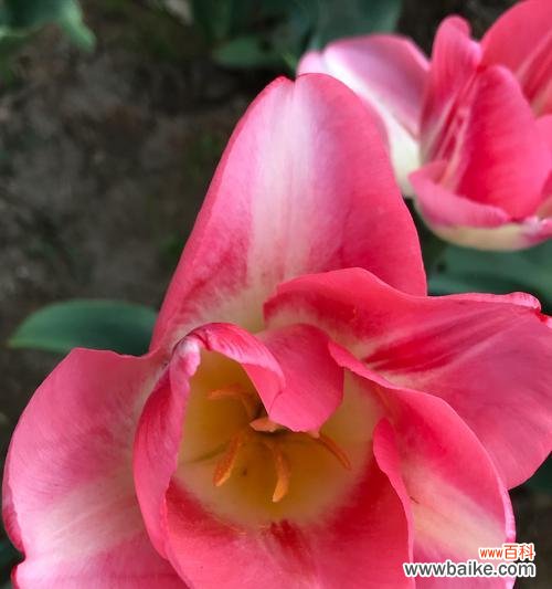 粉色郁金香代表什么含义？花语解读与送花建议？